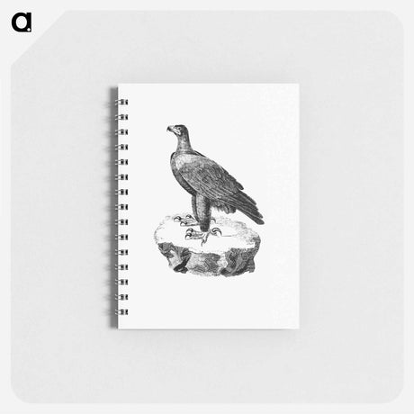 アートメモ帳-Black Eagle from Travels and Adventures in Southern Africa
 - 大英図書館 Memo.