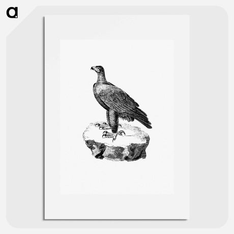アートポスター-Black Eagle from Travels and Adventures in Southern Africa
 - 大英図書館 Poster.