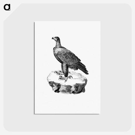 アートポストカード-Black Eagle from Travels and Adventures in Southern Africa
 - 大英図書館 Postcard.