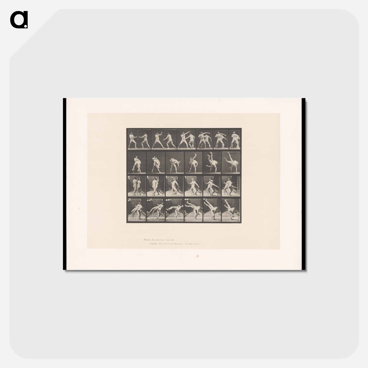 アートポストカード-Wrestling Match
 - エドワード マイブリッジ Postcard.