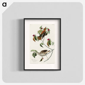 アートポスター-Wood Thrush
 - ジョン ジェームス オーデュボン Poster.
