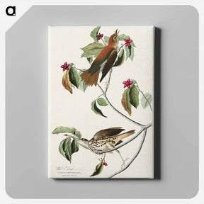 アートパネル-Wood Thrush
 - ジョン ジェームス オーデュボン Canvas.