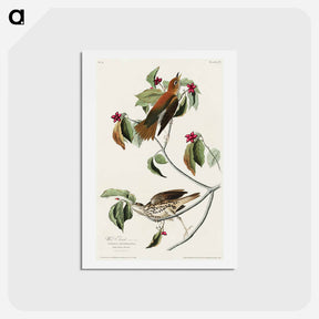 アートポストカード-Wood Thrush
 - ジョン ジェームス オーデュボン Postcard.