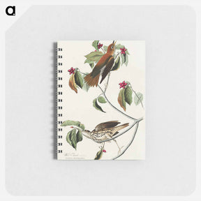 アートメモ帳-Wood Thrush
 - ジョン ジェームス オーデュボン Memo.