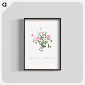 アートポスター-Double Miniature Rose - ピエール ジョゼフ ルドゥーテ Poster.