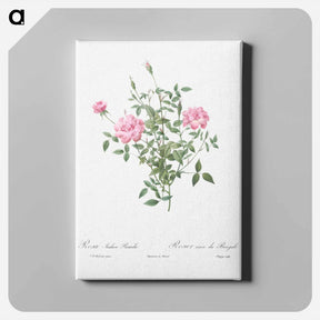 アートパネル-Double Miniature Rose - ピエール ジョゼフ ルドゥーテ Canvas.
