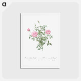 アートポストカード-Double Miniature Rose - ピエール ジョゼフ ルドゥーテ Postcard.