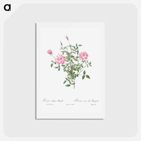 アートポストカード-Double Miniature Rose - ピエール ジョゼフ ルドゥーテ Postcard.