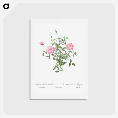 アートポストカード-Double Miniature Rose - ピエール ジョゼフ ルドゥーテ Postcard.