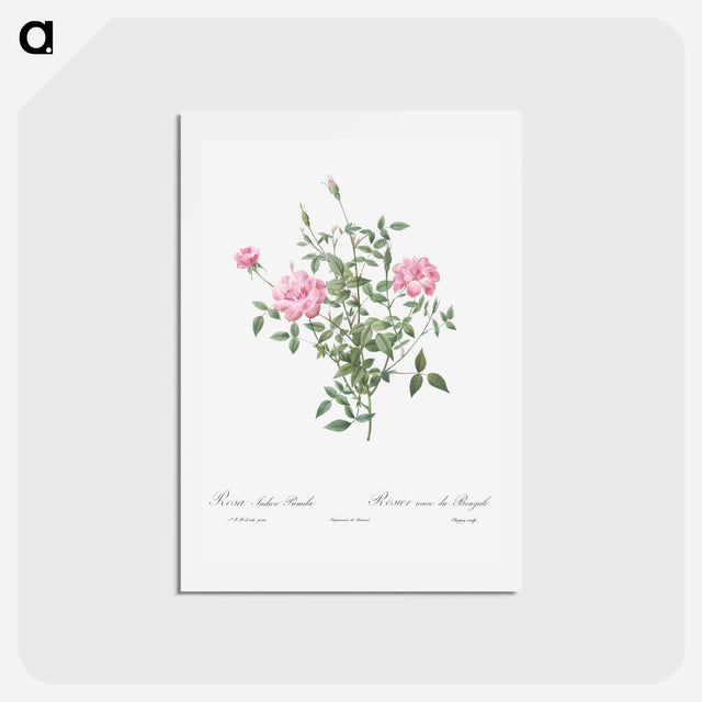 アートポストカード-Double Miniature Rose - ピエール ジョゼフ ルドゥーテ Postcard.