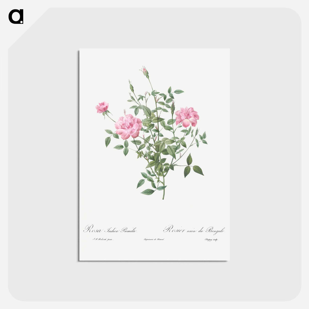 アートポストカード-Double Miniature Rose - ピエール ジョゼフ ルドゥーテ Postcard.