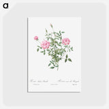 アートポストカード-Double Miniature Rose - ピエール ジョゼフ ルドゥーテ Postcard.