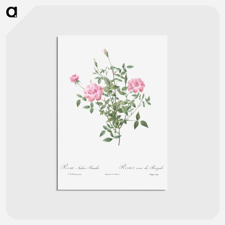 アートポストカード-Double Miniature Rose - ピエール ジョゼフ ルドゥーテ Postcard.