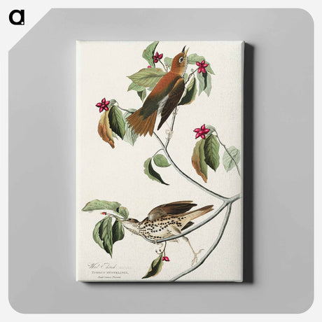アートパネル-Wood Thrush from Birds of America
 - アメリカの鳥たち Canvas.