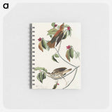 アートメモ帳-Wood Thrush from Birds of America
 - アメリカの鳥たち Memo.