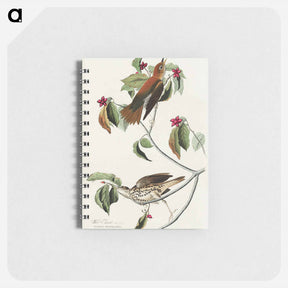 アートメモ帳-Wood Thrush from Birds of America
 - アメリカの鳥たち Memo.
