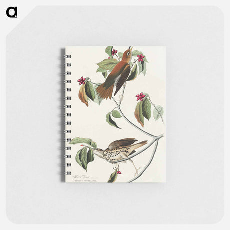 アートメモ帳-Wood Thrush from Birds of America
 - アメリカの鳥たち Memo.