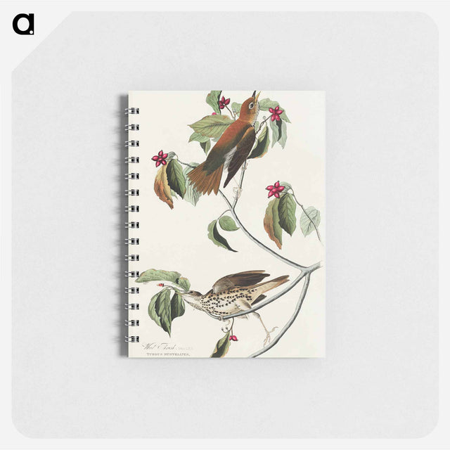 アートメモ帳-Wood Thrush from Birds of America
 - アメリカの鳥たち Memo.