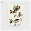 アートポストカード-Wood Thrush from Birds of America
 - アメリカの鳥たち Postcard.