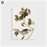 アートポストカード-Wood Thrush from Birds of America
 - アメリカの鳥たち Postcard.