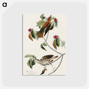 アートポストカード-Wood Thrush from Birds of America
 - アメリカの鳥たち Postcard.