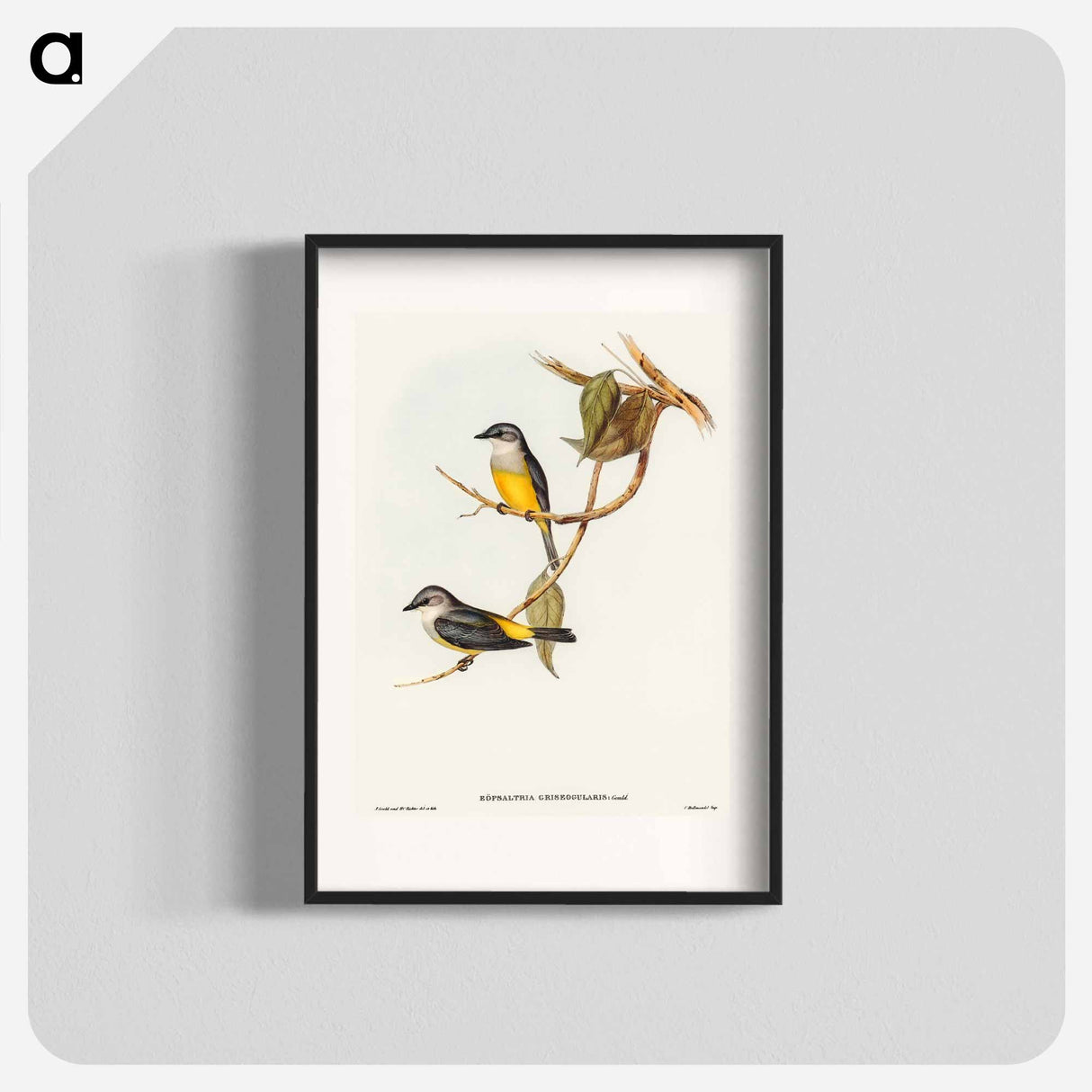アートポスター-Grey-breasted Robin
 - オーストラリアの鳥 Poster.