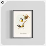 Grey-breasted Robin
 - オーストラリアの鳥 Poster.