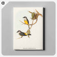 アートパネル-Grey-breasted Robin
 - オーストラリアの鳥 Canvas.