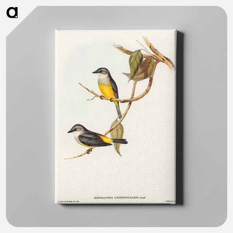 アートパネル-Grey-breasted Robin
 - オーストラリアの鳥 Canvas.