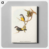 Grey-breasted Robin
 - オーストラリアの鳥 Canvas.