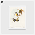 アートポストカード-Grey-breasted Robin
 - オーストラリアの鳥 Postcard.