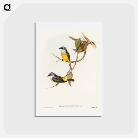 アートポストカード-Grey-breasted Robin
 - オーストラリアの鳥 Postcard.