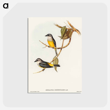 アートポストカード-Grey-breasted Robin
 - オーストラリアの鳥 Postcard.