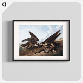 アートポスター-Peregrine Falcons
 - クリーブランド美術館 Poster.