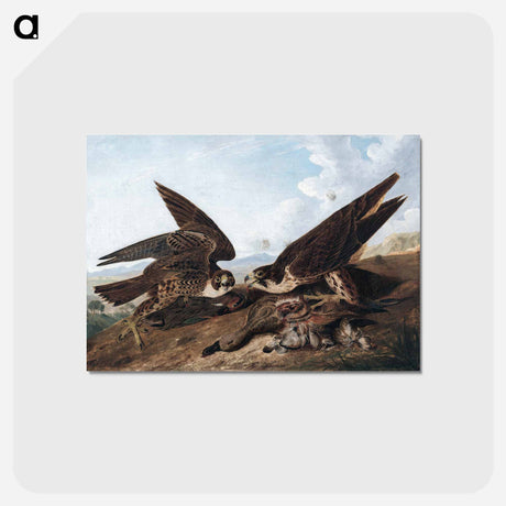 アートポストカード-Peregrine Falcons
 - クリーブランド美術館 Postcard.