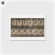 アートポストカード-Animal Locomotion
 - エドワード マイブリッジ Postcard.