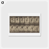 アートポストカード-Animal Locomotion
 - エドワード マイブリッジ Postcard.