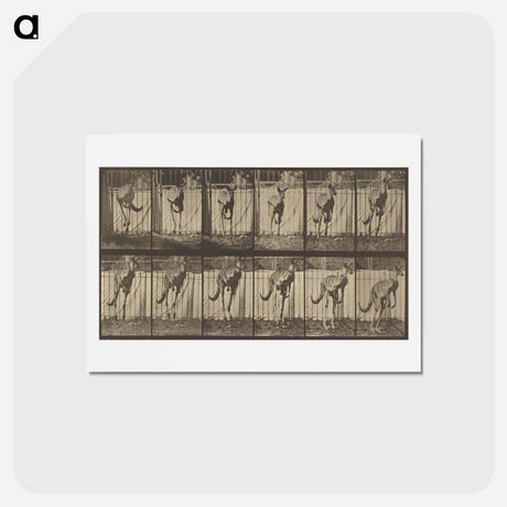アートポストカード-Animal Locomotion
 - エドワード マイブリッジ Postcard.