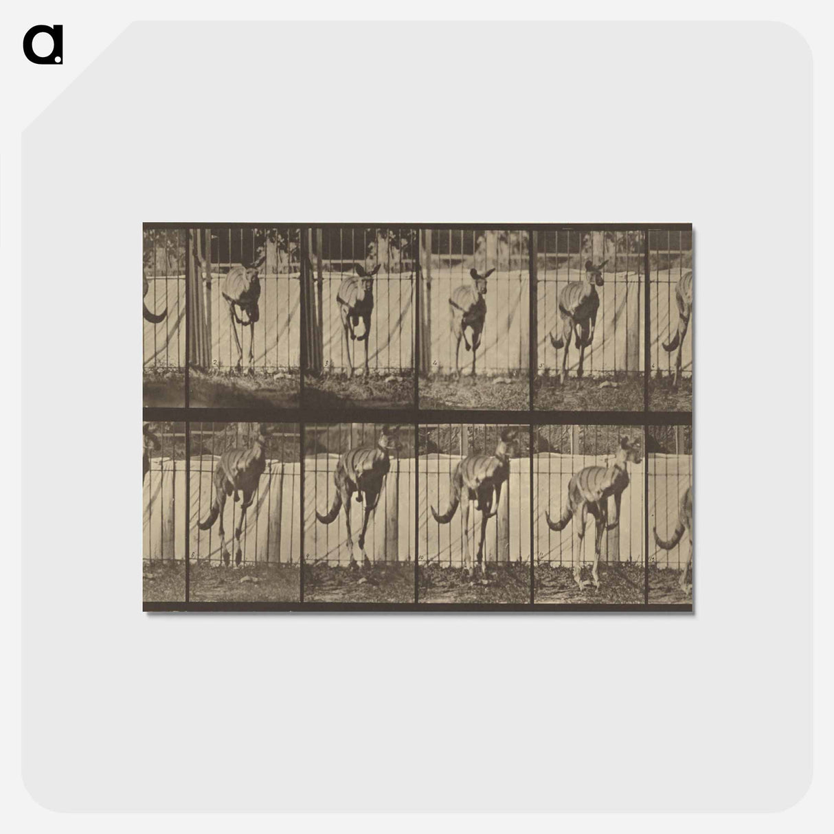 アートポストカード-Animal Locomotion
 - エドワード マイブリッジ Postcard.