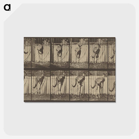 アートポストカード-Animal Locomotion
 - エドワード マイブリッジ Postcard.