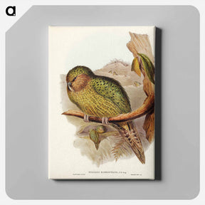 アートパネル-Kakapo
 - ジョン グールド Canvas.