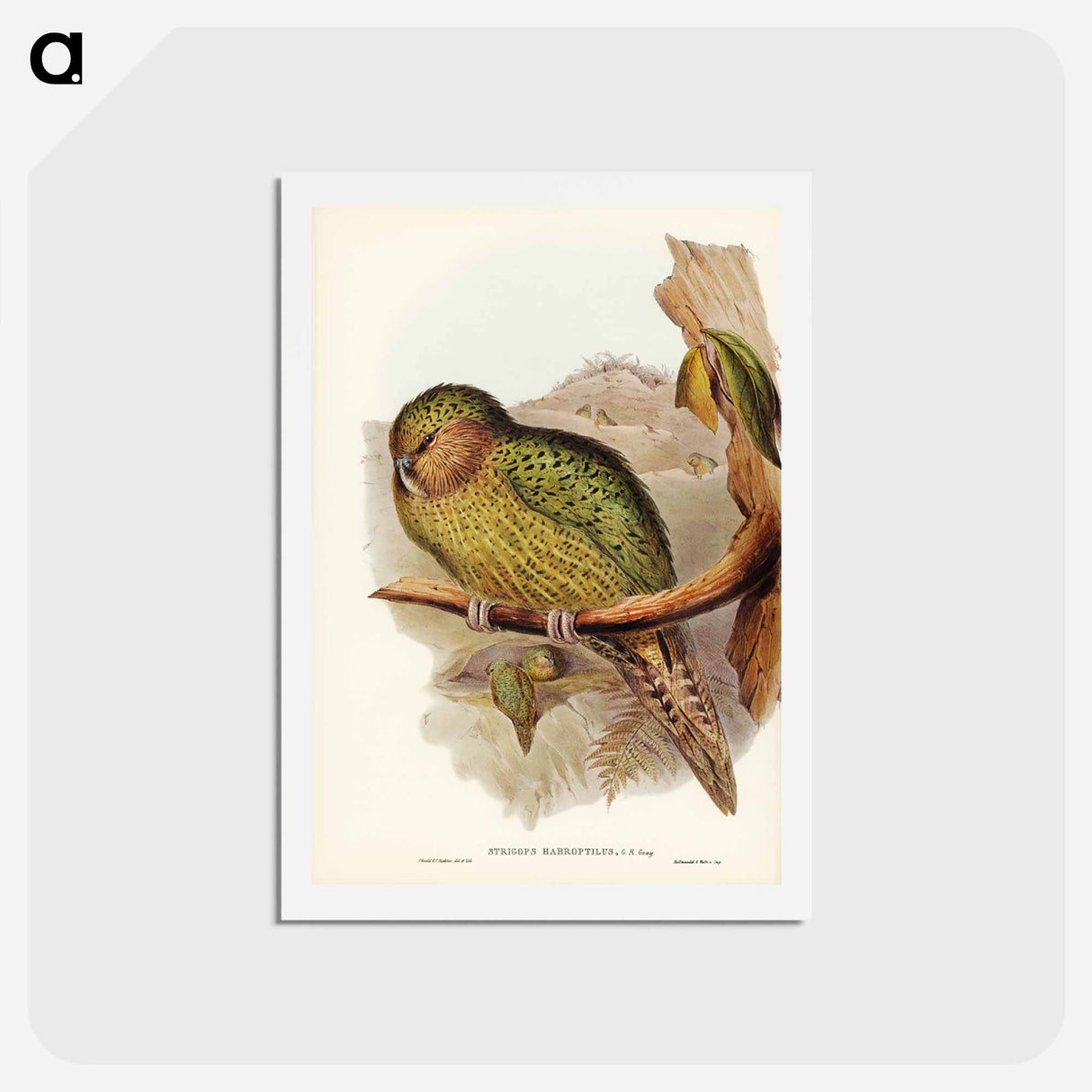 アートポストカード-Kakapo
 - ジョン グールド Postcard.
