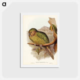 アートポストカード-Kakapo
 - ジョン グールド Postcard.