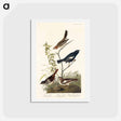 アートポストカード-Birds of America
 - ジョン ジェームス オーデュボン Postcard.