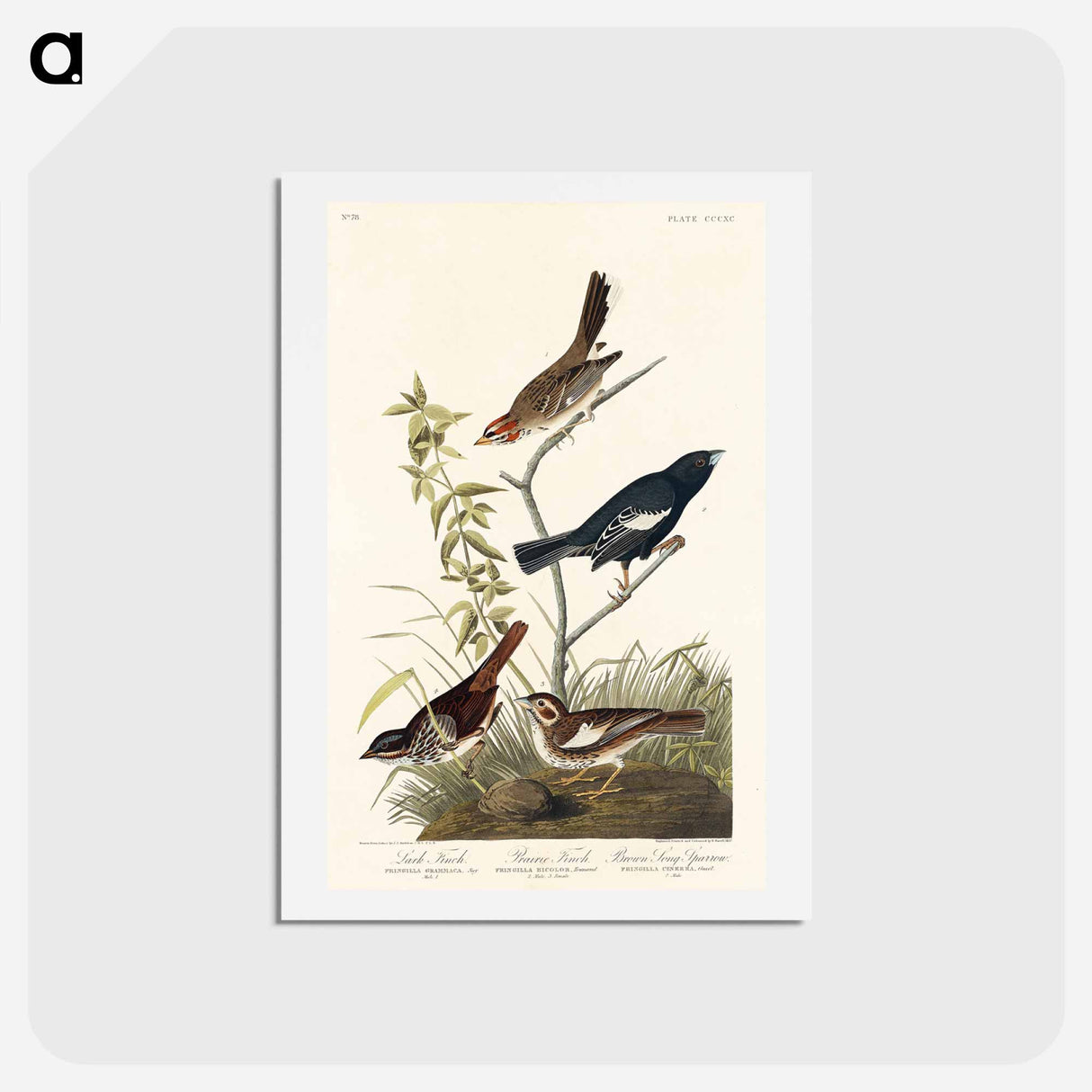 アートポストカード-Birds of America
 - ジョン ジェームス オーデュボン Postcard.