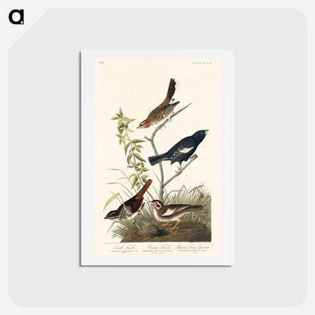 アートポストカード-Birds of America
 - ジョン ジェームス オーデュボン Postcard.