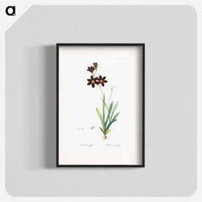 アートポスター-Ixia grandiflora illustration - ピエール ジョゼフ ルドゥーテ Poster.