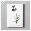 アートパネル-Ixia grandiflora illustration - ピエール ジョゼフ ルドゥーテ Canvas.