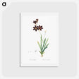 アートポストカード-Ixia grandiflora illustration - ピエール ジョゼフ ルドゥーテ Postcard.