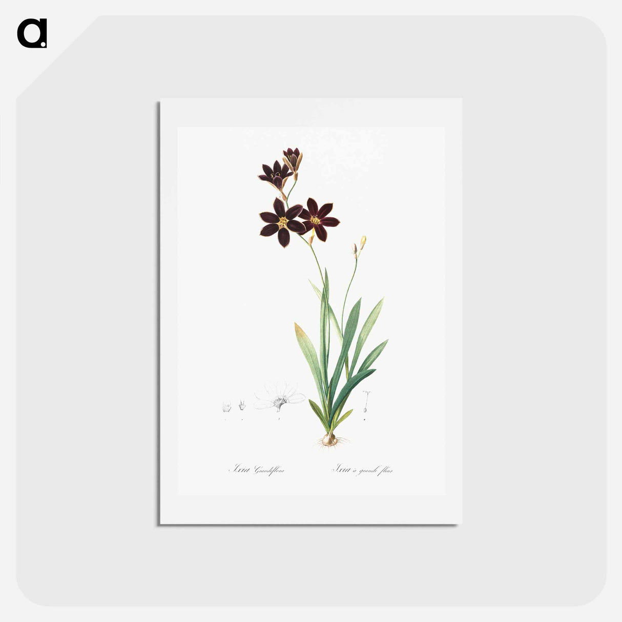アートポストカード-Ixia grandiflora illustration - ピエール ジョゼフ ルドゥーテ Postcard.